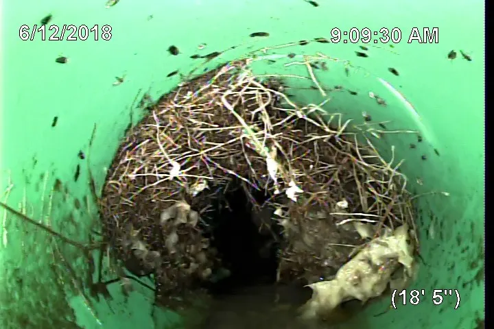Roots intruding into a sewer lateral seen on camera